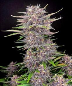 Banana Purple Punch - 5PACK