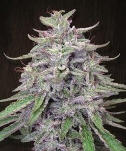 Bangi Haze - 5-pack