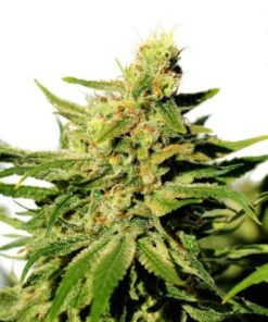 BCN Diesel CBD - 5-pack