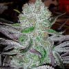 Best Friend OG - 6PACK