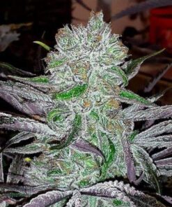 Best Friend OG - 6PACK
