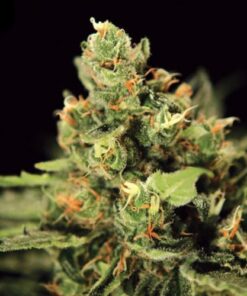 Big Bang Autoflowering