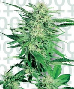 Big Bud