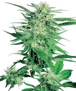 Big Bud