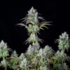 Big Bud Auto - 5-pack