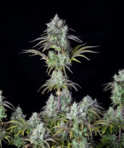 Big Bud Auto - 5-pack
