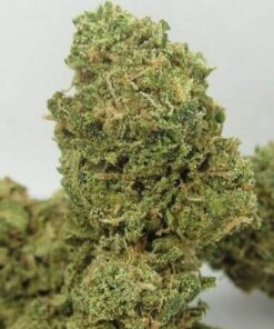 Big Buddha Cheese Autoflowering - 10-pack
