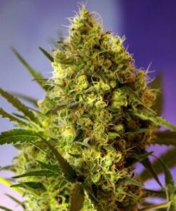 Big Devil #2 Auto