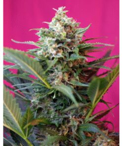 Big Devil XL Auto