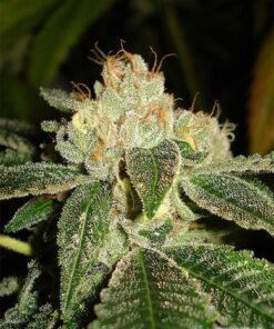 Biker Kush - 12PACK