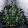 Biscotti Auto
