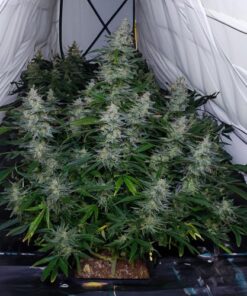 Biscotti Auto