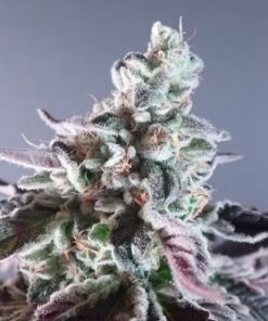 Biscotti x Purple Punch - 5-pack