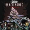 Black Apple Hitchcock - 5PACK