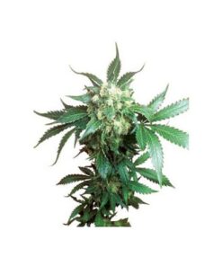 Black Domina