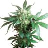 Black Domina