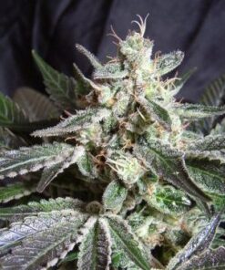 Black Jack