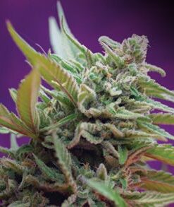 Black Jack Auto