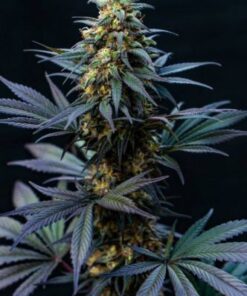 Black Lebanon Kush - 5PACK