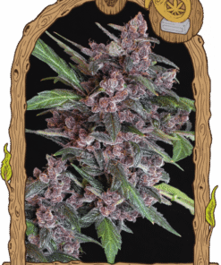 Black Lemon Auto - 5PACK