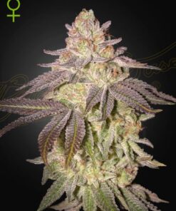 Black Toffee Auto - 5-pack