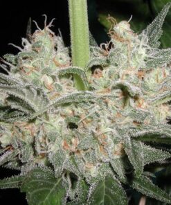 Black Widow