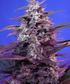 Bloody Skunk Auto