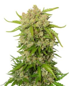 Blue Amnesia Auto