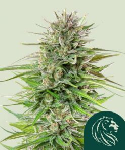 Blue Cheese