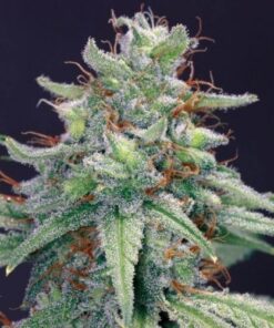 Blue Cheese