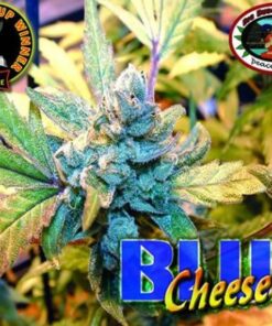 Blue Cheese