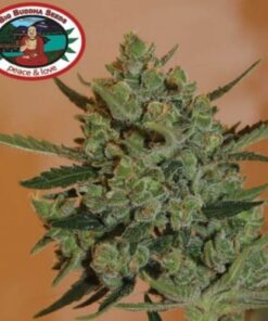 Blue Cheese Automatic - 10-pack