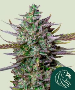 Blue Cheese Automatic