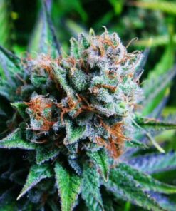 Blue Dream - 10-pack