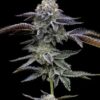 Blue Dream
