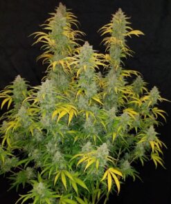 Blue Dream - 5-pack