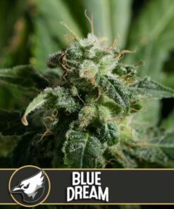 Blue Dream - 6-pack