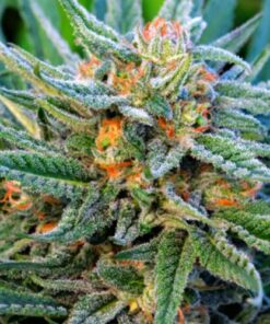 Blue Dream Autoflower - 5-pack