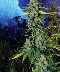 Blue Dream Haze - 6PACK