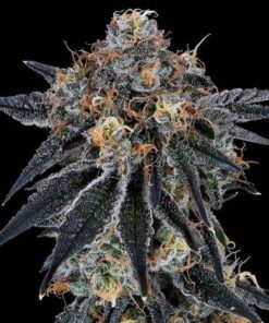 Blue Fumez - 7-pack