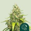 Blue Gelato