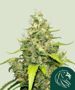 Blue Gelato