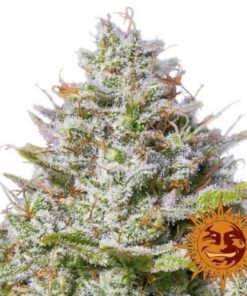 Blue Gelato 41 - 5PACK