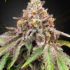 Blue Haze x Gelato 41 Auto - 5-pack