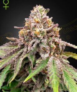 Blue Haze x Gelato 41 Auto - 5-pack