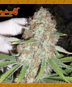 Blue Kripple - 5PACK