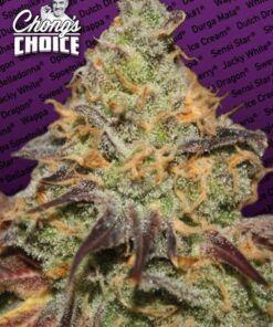 Blue Kush Berry - Chong's Choice