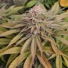 Blue Lagoon Haze
