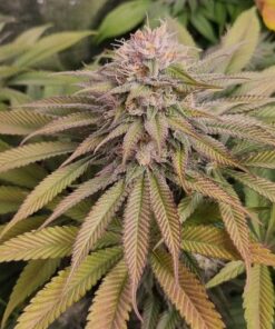 Blue Lagoon Haze