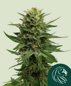 Blue Mystic